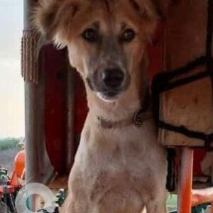 Missing: Brown Male German Shepherd Dog from Shewalwadi area, PS Villa, Pune