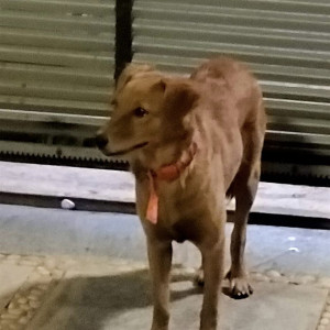 Found: Brown Female Indie Dog from S&P Signature villas, Nedukundram