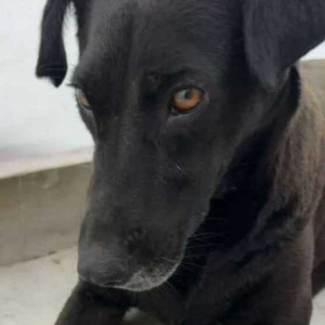 Missing: Black Female Indie Dog from Block C4E PKT 11-2