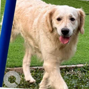 Found: White-Brown Mix Female Golden Retriever Dog from Parappana Agrahara Lake