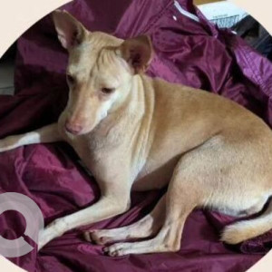 Found: Brown Female Chihuhaha mix Dog from Kerant, Caranzalem-2