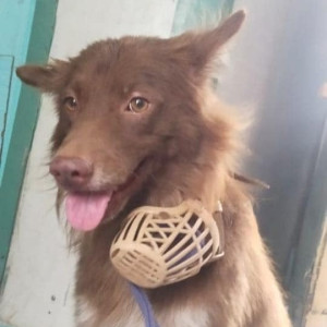 Missing: Brown Male Indie Dog from Commercial Street, Bengaluru