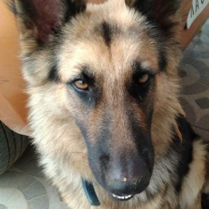 Missing: Black and Brown Female German Shepherd Dog from Laxmipura, Bengaluru