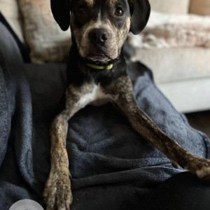 Missing: Black and Brown Male Indie Dog from 69 Avenue & Harrow-3