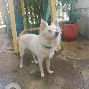 Found: White Female Pomeranian Dog from Hebbal on Outer Ring Road