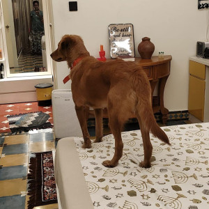 Found: Brown Female Indie Dog from S&P Signature villas, Nedukundram-2