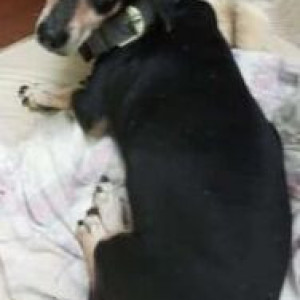 Missing: Black and Brown Male Dachshund Dog from T Dasarahalli 560057, near Lawrence School-2