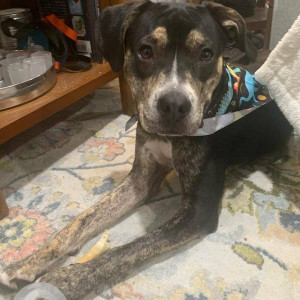 Missing: Black and Brown Male Indie Dog from 69 Avenue & Harrow-2