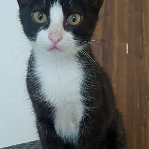 Missing: Black and White Female Indie Cat from Swapnashilp Heights, Gokul nagar, katraj-2