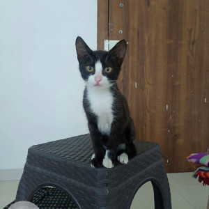 Missing: Black and White Female Indie Cat from Swapnashilp Heights, Gokul nagar, katraj-3