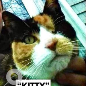 Missing: Black and White Female Calico Cat from Mastic Beach, New york