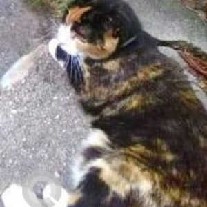Missing: Black and White Female Calico Cat from Mastic Beach, New york-2