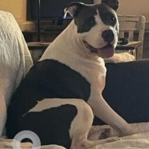 Missing: White and Grey Male Pitbull mix Dog from Northpark Mall in Ridgeland