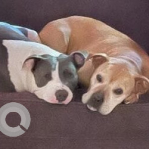 Missing: White and Grey Male Pitbull mix Dog from Northpark Mall in Ridgeland-2