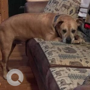 Missing: White-Brown Mix Male Boxer mix Dog from Northpark Mall in Ridgeland