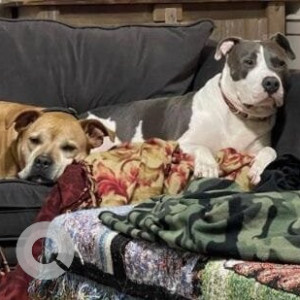 Missing: White-Brown Mix Male Boxer mix Dog from Northpark Mall in Ridgeland-2