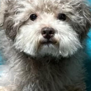 Missing: White and Grey Male Maltese Poodle Dog from John Arden, Waxahachie, Texas