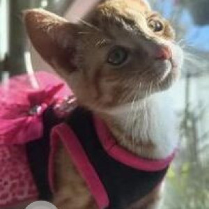 Missing: Orange Male Indie Cat from Corona Queens on 99st next to P.S.92Q-2