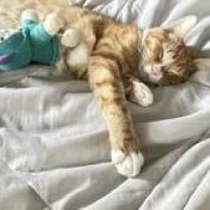Missing: Orange Male Indie Cat from Corona Queens on 99st next to P.S.92Q-3