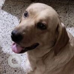 Found: Brown Female Labrador Dog from Nilgiris, 7th Cross, Palm Grove Road, Victoria Layout