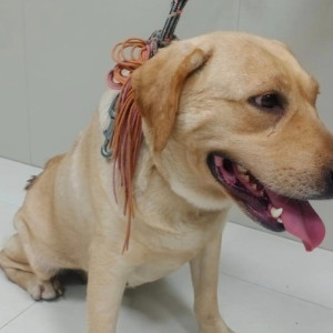 Found: Golden Female Labrador Dog from Victoria Layout-2