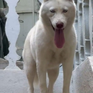 Found: White Female Husky Dog from Rajajinagar, Bengaluru