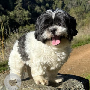 Missing: Black and White Male Shih Tzu Dog from John Knight Middle School and near South 4th Street in Dixon, CA