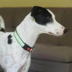 Missing: Black and White Male Indie Dog from Balaji chowpati, tathwade near Akashara Elementa society-2