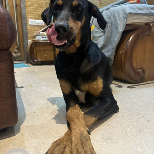 Found: Black and Brown Male Doberman Dog from Rastapeth Area-2