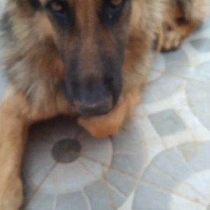 Missing: Black and Brown Female German Shepherd Dog from Laxmipura, Bengaluru-2