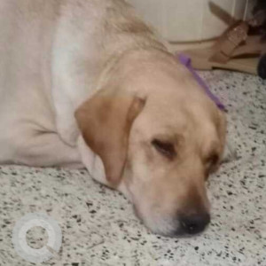 Found: Golden Female Labrador Dog from Victoria Layout