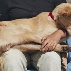 Missing: Brown Male Indie Dog from 9th Block Jayanagar-2