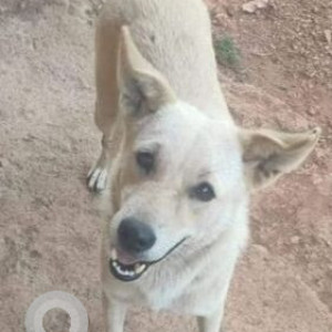 Missing: White Female Indie Dog from Pirna near Camurlim North Goa