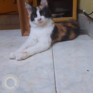 Missing: White-Brown Mix Male Calico Cat from Jani Jan Khan Royapettah-2