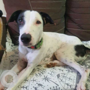 Missing: Black and White Male Indie Dog from Balaji chowpati, tathwade near Akashara Elementa society