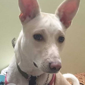 Missing: White Male Indie Dog from Nandini Layout or Mahalakshmi Layout area