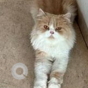 Missing: White-Brown Mix Male Indie Cat from 24th Road, Bandra-3