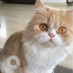 Missing: White-Brown Mix Male Indie Cat from 24th Road, Bandra-2