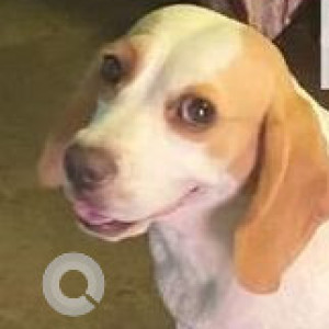 Missing: White-Brown Mix Female Indie Dog from Basistha Road, Ganesh Nagar, Guwahati