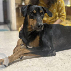 Found: Black and Brown Male Doberman Dog from Rastapeth Area