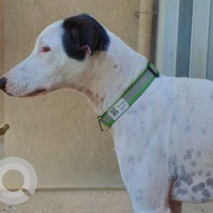 Missing: Black and White Male Indie Dog from Balaji chowpati, tathwade near Akashara Elementa society-3