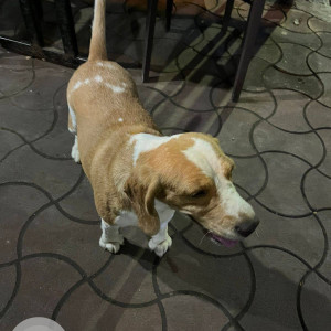 Found: White-Brown Mix Female Beagle Dog from Durga Cafe Mayur Colony-3
