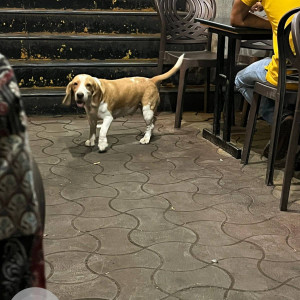 Found: White-Brown Mix Female Beagle Dog from Durga Cafe Mayur Colony-4