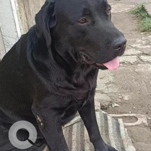 Missing: Black Male Labrador Dog from Yamuna Nagar Near Samta Yog Aashram, Lal Bhvani Kanda-2