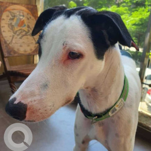 Missing: Black and White Male Indie Dog from Balaji chowpati, tathwade near Akashara Elementa society-4