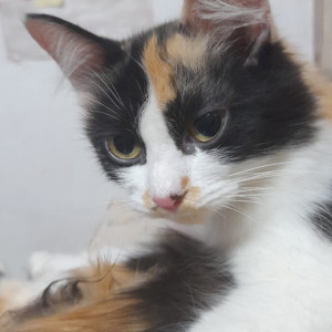 Missing: White-Brown Mix Male Calico Cat from Jani Jan Khan Royapettah