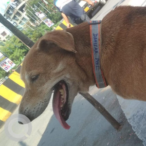 Missing: Black and Brown Male Indie Dog from Dahisar Pool, Dahisar West-2