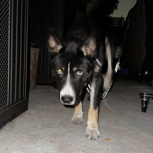 Found: Black and White Male Indie Dog from South Los Angeles-3