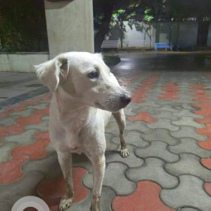 Found: White Female Indie Dog from Giridhar Oasis, kharadi-2
