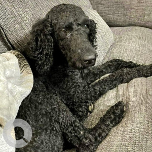 Missing: Black Male Poddle Dog from Turnerville/Saraland Alabama